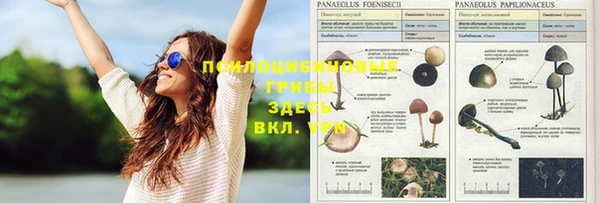 ПСИЛОЦИБИНОВЫЕ ГРИБЫ Липки